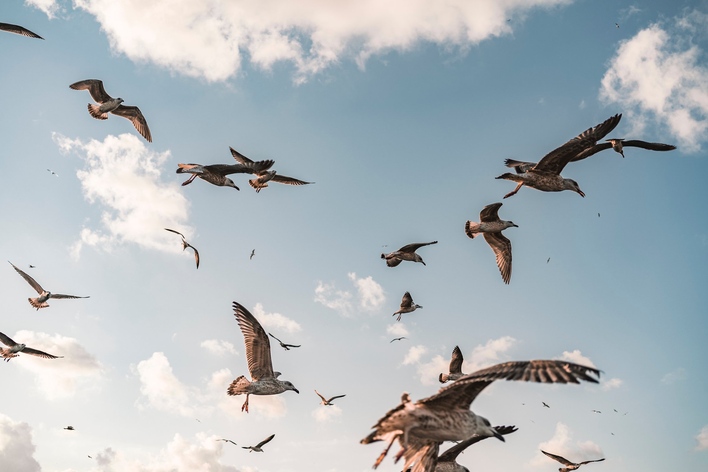 A Flock of Birds Flying in the Sky 